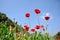 Red poppy shirley flower field and blue sky background.