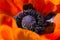 Red poppy. Stamens and the head of a poppy flower close-up