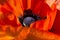 Red poppy. Stamens and the head of a poppy flower close-up