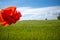 Red poppy stands in front of a green cornfield and the sky is blue