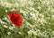 Red poppy on a sunny meadow with white daisies or chamomiles, na