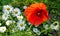 Red poppy surrounded by chamomile flowers on a summer day