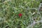 A red poppy surrounded by grass in the middle