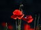 Red poppy tubers and buds on a black background