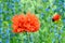Red Poppy type flower and bud against blue flower backdrop