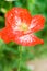 Red poppy with water drops