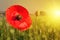 Red poppy in wheat fields