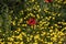 Red poppy among yellow smooth hawksbeard flowers