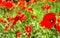 red poppys in green field