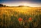 Red poppys in a wheat field