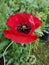 Red Poppyâ€‹ flower in garden