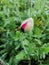 Red Poppyâ€‹ flower in garden