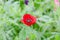 Red Poppyâ€‹ flower in garden