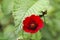 The Red Popy flower