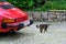 Red Porsche car parked near house in historic district old european city, young cat whiskas color sits on square, concept survival