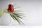 Red porto in luxury high glass decorated elegant curved green palm leaves in hard light with shadow in soft light white abstract.