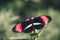 Red postman Heliconius erato butterfly, the small postman