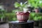 A red pot containing a small ornamental frangipani plant that is growing