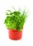 Red pot with different herbs