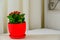 Red pot flower Kalanchoe in interior