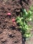 Red potato plant with red potatoes in dirt