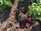 Red potato plant with red potatoes in dirt