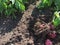 Red potato plant with red potatoes in dirt