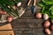 Red potatoes on burlap, garlic with greenery and a garden spade and rake on a wooden brown background