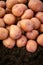 Red potatoes organic new crop soil produce harvest pile heap