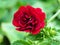 Red Potentilla flower, variety `Flamenco`