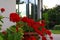 Red potted geranium at house near garden