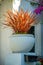 Red potted plant with streak of sun with cool shade courtyard and white stucco paint near front door of house or home