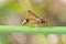 Red potter wasp on the branch