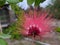 Red powder puff Calliandra haematocephala is a flowering plant also known as the powder-puff or fairy duster.