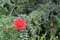 Red powder puff flower Calliandra haematocephala