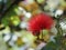 Red powder puff tree flower (Calliandra haematocephala)