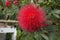 Red Powderpuff Flower