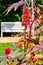 Red and prickly fruits, blossoms and leaves of a Castor oil plant Ricinus communis