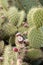 Red prickly pears on their cluster cactus, agriculture of the Mediterranean islands