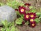 Red primrose blooms in the spring garden