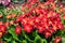 Red primrose flowers of the 'Wanda Tomato Red' variety (Primula juliae)