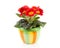 Red primula flower in colorful pot