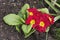A red primula flower in a Uk garden