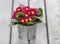 Red primula flowers in silver bucket on wooden table