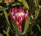 Red Protea blooming in autumn