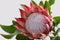 Red protea flower for background