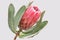 Red protea flower for background