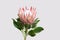 Red protea flower for background