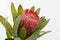 Red protea flower bunch on a white isolated background