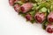 Red protea flower bunch on a white isolated background